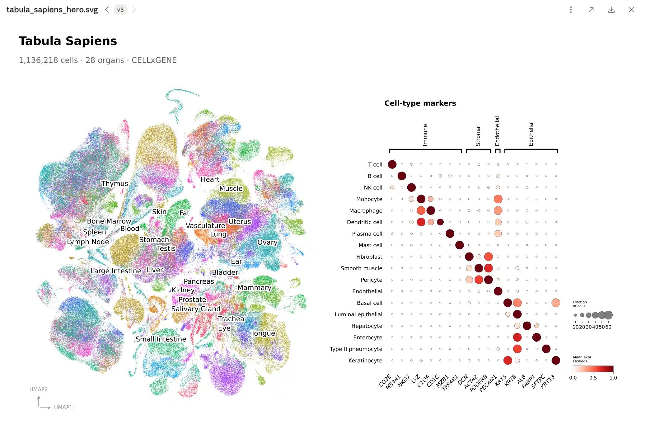 Single-cell RNA-seq analysis — interactive demo