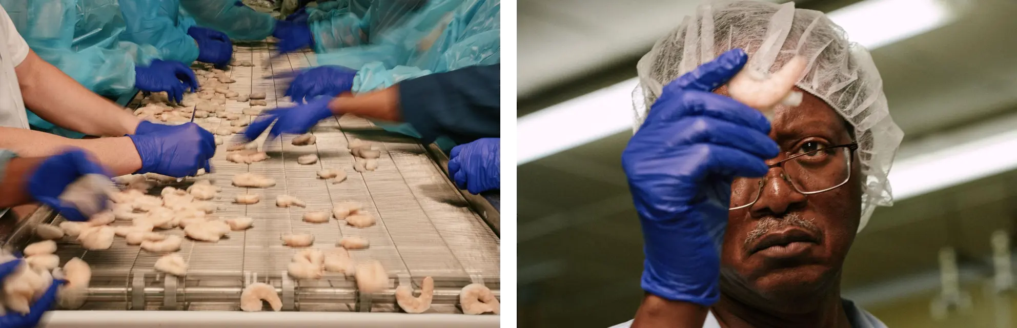 Gloved hands sort shrimp on a processing line, alongside a worker in a hairnet inspecting a single shrimp.