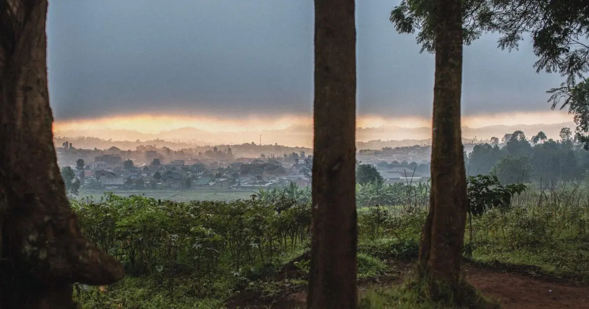 Looking out between dark tree trunks toward the town of Butembo at dawn or dusk. A field of leafy cassava and banana plants fills the foreground, and a red dirt path runs off to the right. Beyond the field, a dense spread of low buildings with metal roofs sits in a haze of mist or smoke. Heavy gray clouds cover the sky, with a narrow band of orange light glowing along the hills on the horizon.